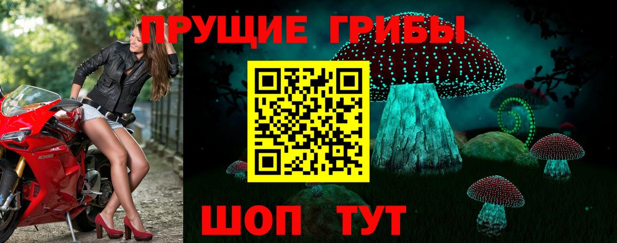 Галлюциногенные грибы Psilocybe Усинск